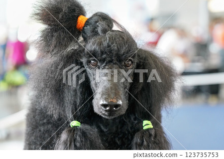 Large black poodle getting ready at dog show competition, hair groomed, detail on the face 123735753