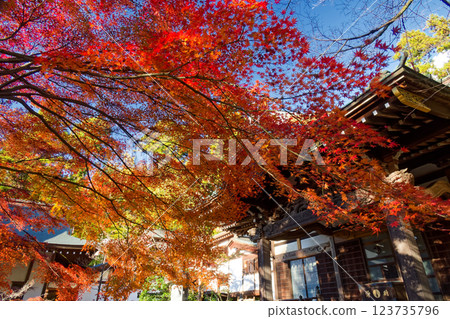 Autumn leaves at Shingyoji Temple in Kohoku New Town 123735796