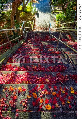 Autumn leaves at Shingyoji Temple in Kohoku New Town 123735797