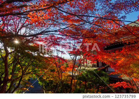 港北新城真教寺的秋葉 港北新城真教寺的秋葉 123735799