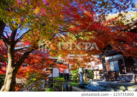 Autumn leaves at Shingyoji Temple in Kohoku New Town 123735800