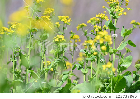Fully blooming greens: Spring ingredients 123735869