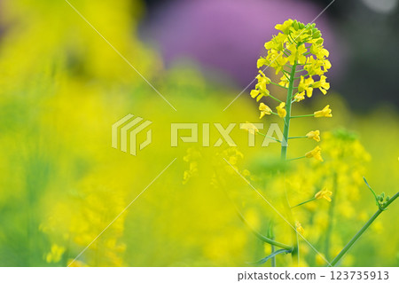 盛開的油菜花田和盛開的櫻花樹 - 春季素材 123735913