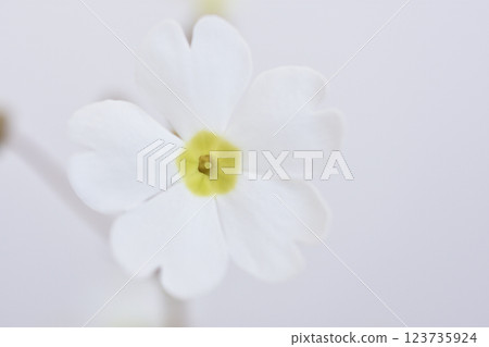 Primula Sinensis Primula Sinensis 123735924