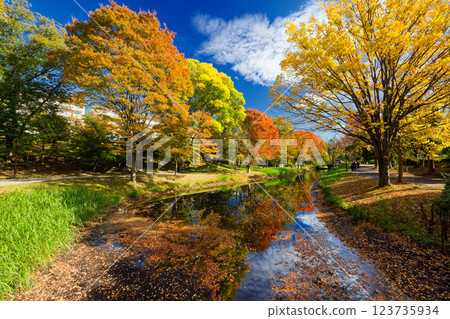 Autumn leaves at Kohoku New Town/Ohara Minemichi Park 123735934