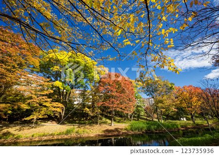 Autumn leaves at Kohoku New Town/Ohara Minemichi Park 123735936
