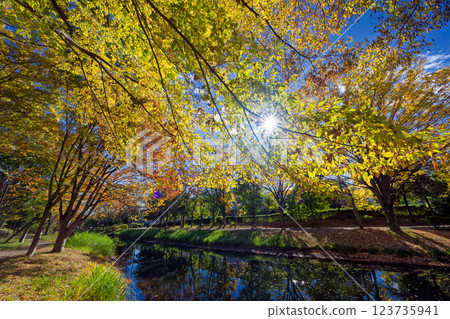Autumn leaves at Kohoku New Town/Ohara Minemichi Park Autumn leaves at Kohoku New Town/Ohara Minemichi Park 123735941