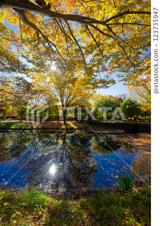 Autumn leaves at Kohoku New Town/Ohara Minemichi Park 123735947