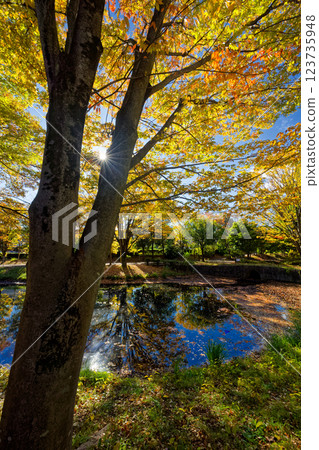 Autumn leaves at Kohoku New Town/Ohara Minemichi Park 123735948