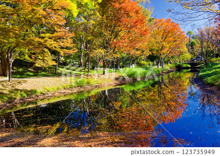 Autumn leaves at Kohoku New Town/Ohara Minemichi Park 123735949