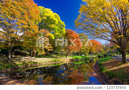 Autumn leaves at Kohoku New Town/Ohara Minemichi Park 123735950