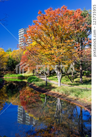 Autumn leaves at Kohoku New Town/Ohara Minemichi Park Autumn leaves at Kohoku New Town/Ohara Minemichi Park 123735955