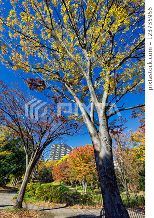 港北新城/大原峰道公園的秋葉 123735956