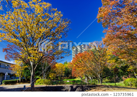 Autumn leaves at Kohoku New Town/Ohara Minemichi Park Autumn leaves at Kohoku New Town/Ohara Minemichi Park 123735961