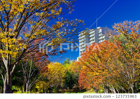 Autumn leaves at Kohoku New Town/Ohara Minemichi Park Autumn leaves at Kohoku New Town/Ohara Minemichi Park 123735963