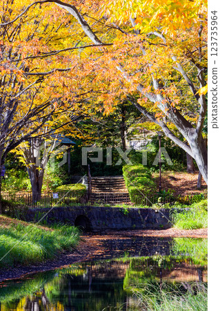 Autumn leaves at Kohoku New Town/Ohara Minemichi Park Autumn leaves at Kohoku New Town/Ohara Minemichi Park 123735964