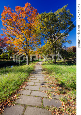 Autumn leaves at Kohoku New Town/Ohara Minemichi Park 123735965