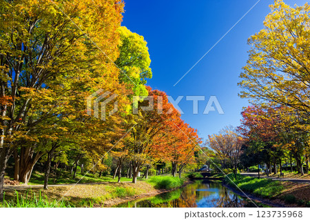 Autumn leaves at Kohoku New Town/Ohara Minemichi Park 123735968