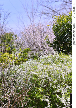Spring at the Minuma Green Center in the Civic Forest: Weeping cherry trees in full bloom (Saitama City, Saitama Prefecture) Spring at the Minuma Green Center in the Civic Forest: Weeping cherry trees in full bloom (Saitama City, Saitama Prefecture) 123736016