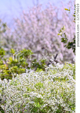 Spring at the Minuma Green Center in the Civic Forest: Weeping cherry trees in full bloom (Saitama City, Saitama Prefecture) 123736019