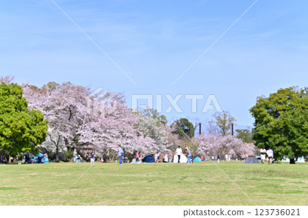 Spring at the Minuma Green Center in the Civic Forest: Weeping cherry trees in full bloom (Saitama City, Saitama Prefecture) 123736021