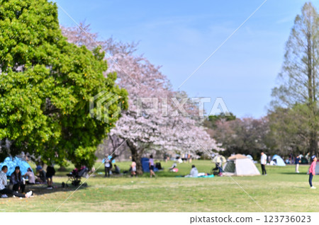 Spring at the Minuma Green Center in the Civic Forest: Weeping cherry trees in full bloom (Saitama City, Saitama Prefecture) 123736023