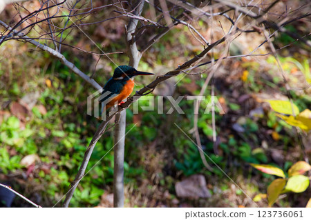 港北新城大原峰道公園的翠鳥 港北新城大原峰道公園的翠鳥 123736061