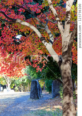 港北新城葛谷公園的紅葉 123736100