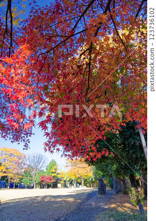 港北新城葛谷公園的紅葉 123736102