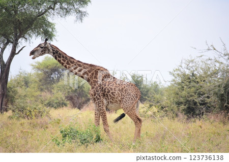 Masai giraffe looking for food 123736138