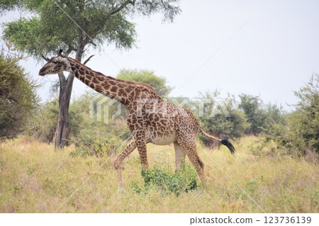 Masai giraffe searching for food 123736139