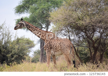 A Masai giraffe in the bush 123736143