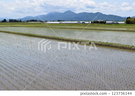 Paddy landscape just after rice planting Paddy landscape just after rice planting 123736144
