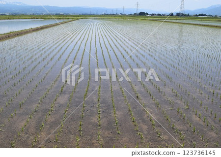 Paddy landscape just after rice planting Paddy landscape just after rice planting 123736145