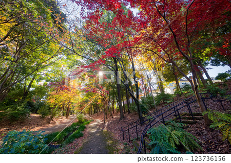 Autumn foliage scenery along Sasabune Road in Kohoku New Town Autumn foliage scenery along Sasabune Road in Kohoku New Town 123736156