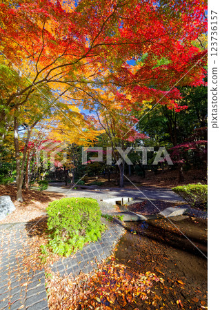 Autumn foliage scenery along Sasabune Road in Kohoku New Town 123736157