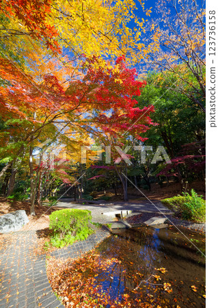 Autumn foliage scenery along Sasabune Road in Kohoku New Town 123736158