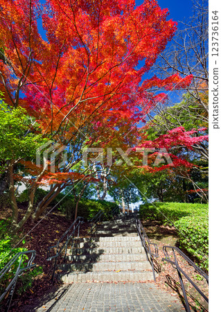 港北新城佐佐木路的紅葉美景 港北新城佐佐木路的紅葉美景 123736164