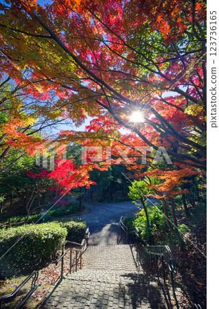 港北新城佐佐木路的紅葉美景 港北新城佐佐木路的紅葉美景 123736165