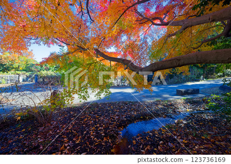 Autumn foliage scenery along Sasabune Road in Kohoku New Town 123736169