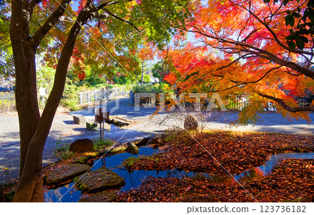 Autumn foliage scenery along Sasabune Road in Kohoku New Town 123736182