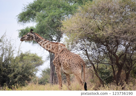 Masai Giraffe in the Bush 123736190