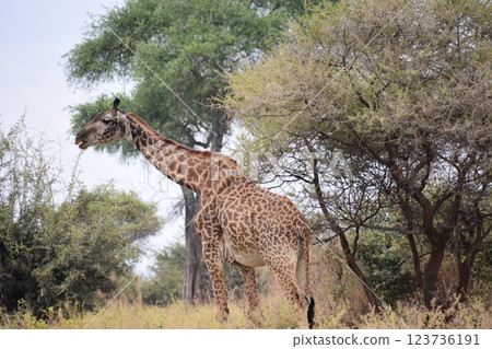 Masai giraffe searching for something in the bush 123736191