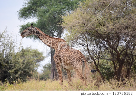 布希和馬賽長頸鹿 布希和馬賽長頸鹿 123736192