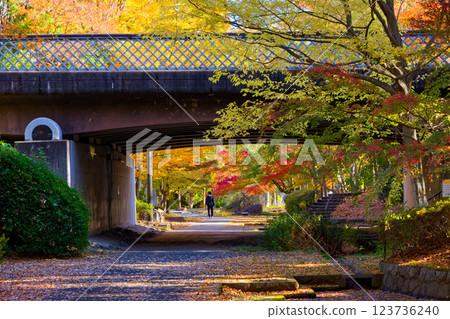 Autumn leaves on Sasabunen Road in Kohoku New Town Autumn leaves on Sasabunen Road in Kohoku New Town 123736240