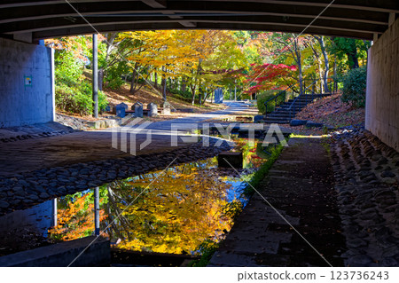 Autumn leaves on Sasabunen Road in Kohoku New Town Autumn leaves on Sasabunen Road in Kohoku New Town 123736243