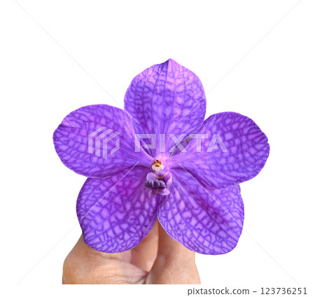 Close-up of a Vanda orchid in beautiful purple color, in hand on white back ground. 123736251