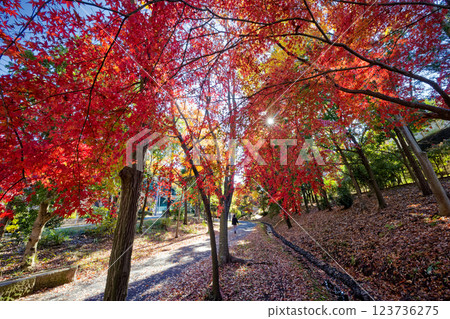 Autumn leaves on Sasabunen Road in Kohoku New Town Autumn leaves on Sasabunen Road in Kohoku New Town 123736275
