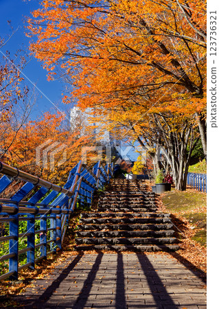 Autumn leaves in Kohoku New Town and Tsuzuki Chuo Park 123736321