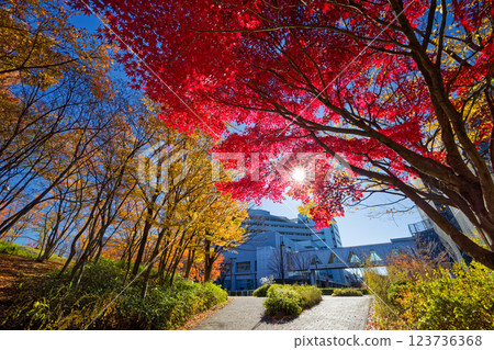 Autumn leaves in Yokohama, Kohoku New Town, and Tsuzuki Central Park Autumn leaves in Yokohama, Kohoku New Town, and Tsuzuki Central Park 123736368